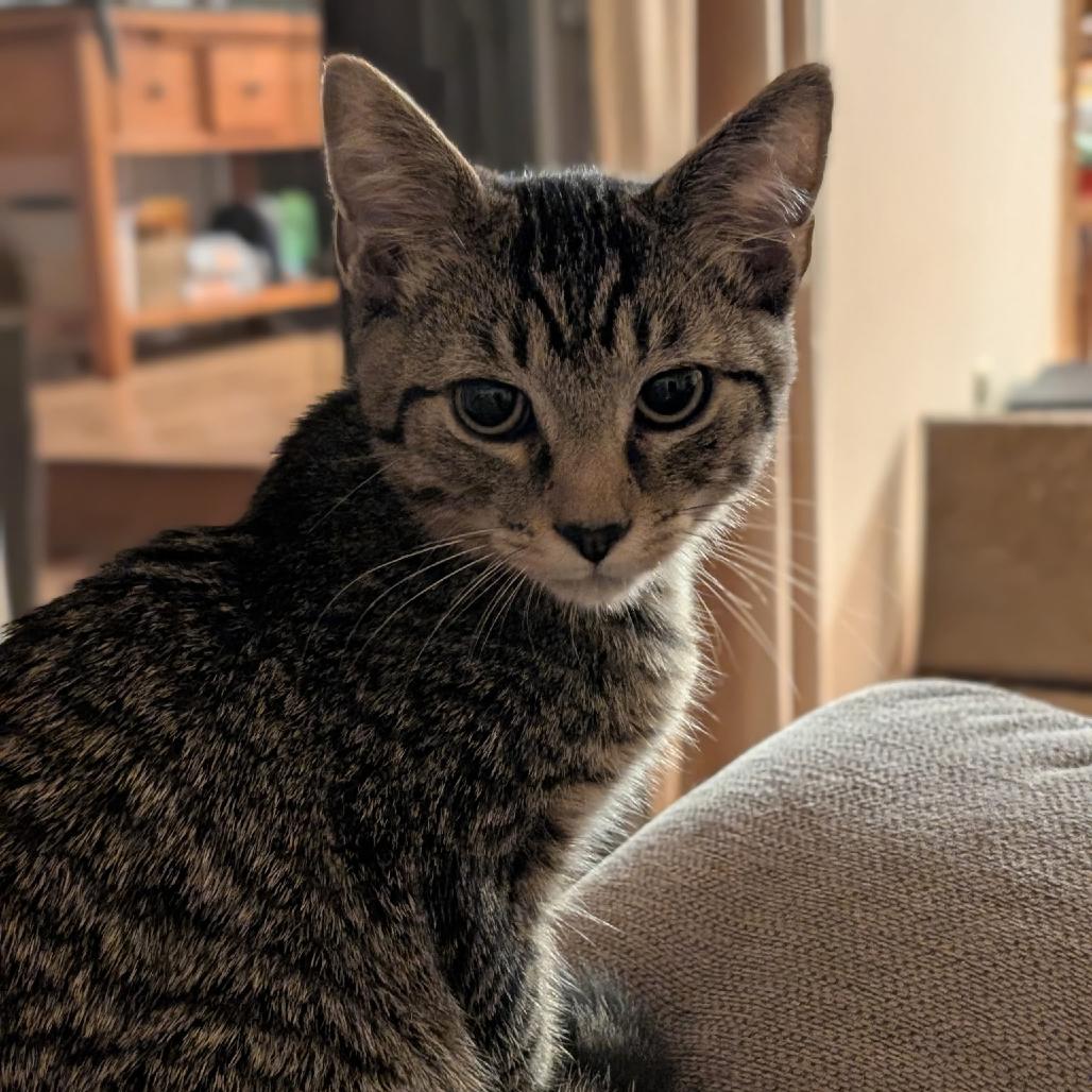 Enlarge Milo, a Adoptable Domestic Short Hair in Fairfax, VA image 2/5