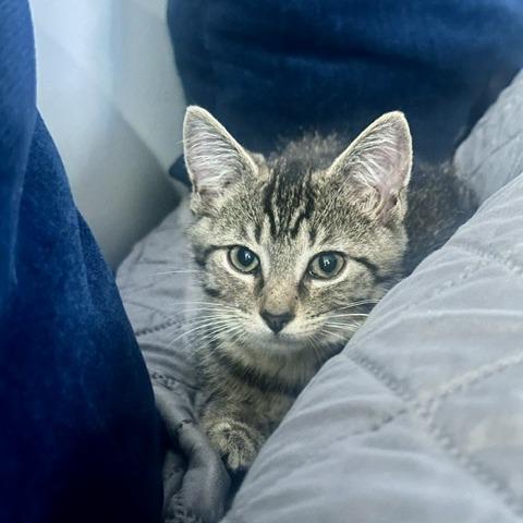 Enlarge Milo, a Adoptable Domestic Short Hair in Fairfax, VA image 3/5