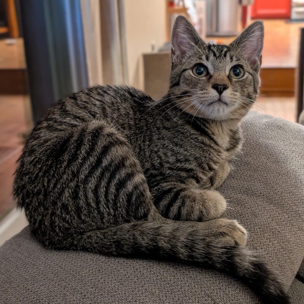 Enlarge Milo, a Adoptable Domestic Short Hair in Fairfax, VA image 4/5