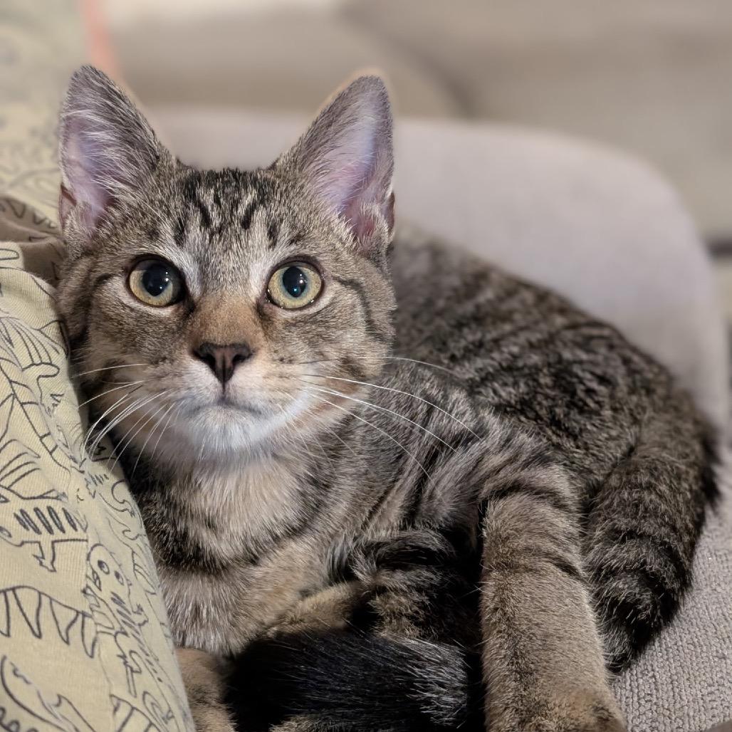 Enlarge Milo, a Adoptable Domestic Short Hair in Fairfax, VA image 5/5