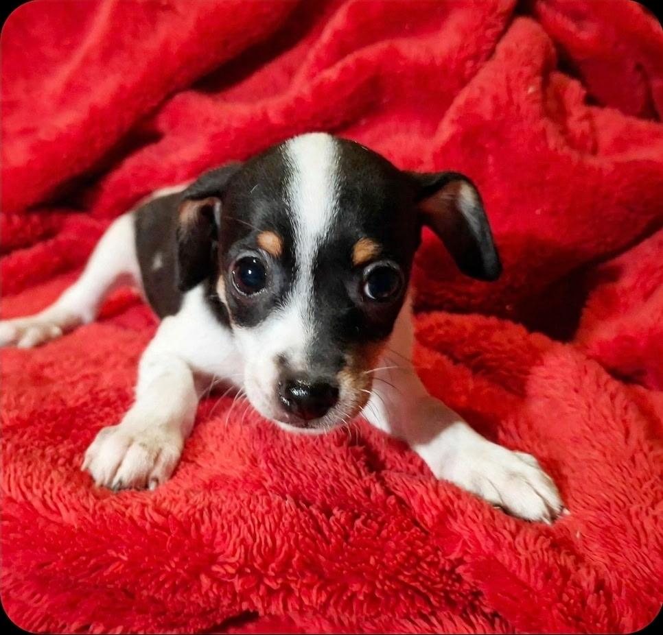 Enlarge Bertha, a Adoptable mixed breed in Dickinson, ND image 1/6