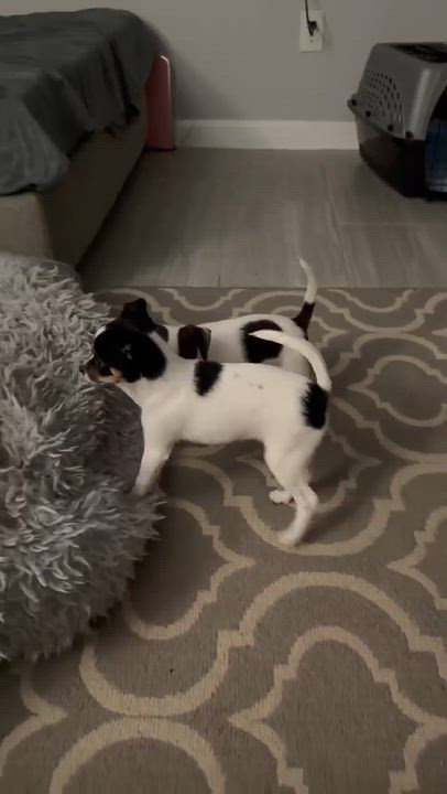 Enlarge Bertha, a Adoptable mixed breed in Dickinson, ND video 2/6