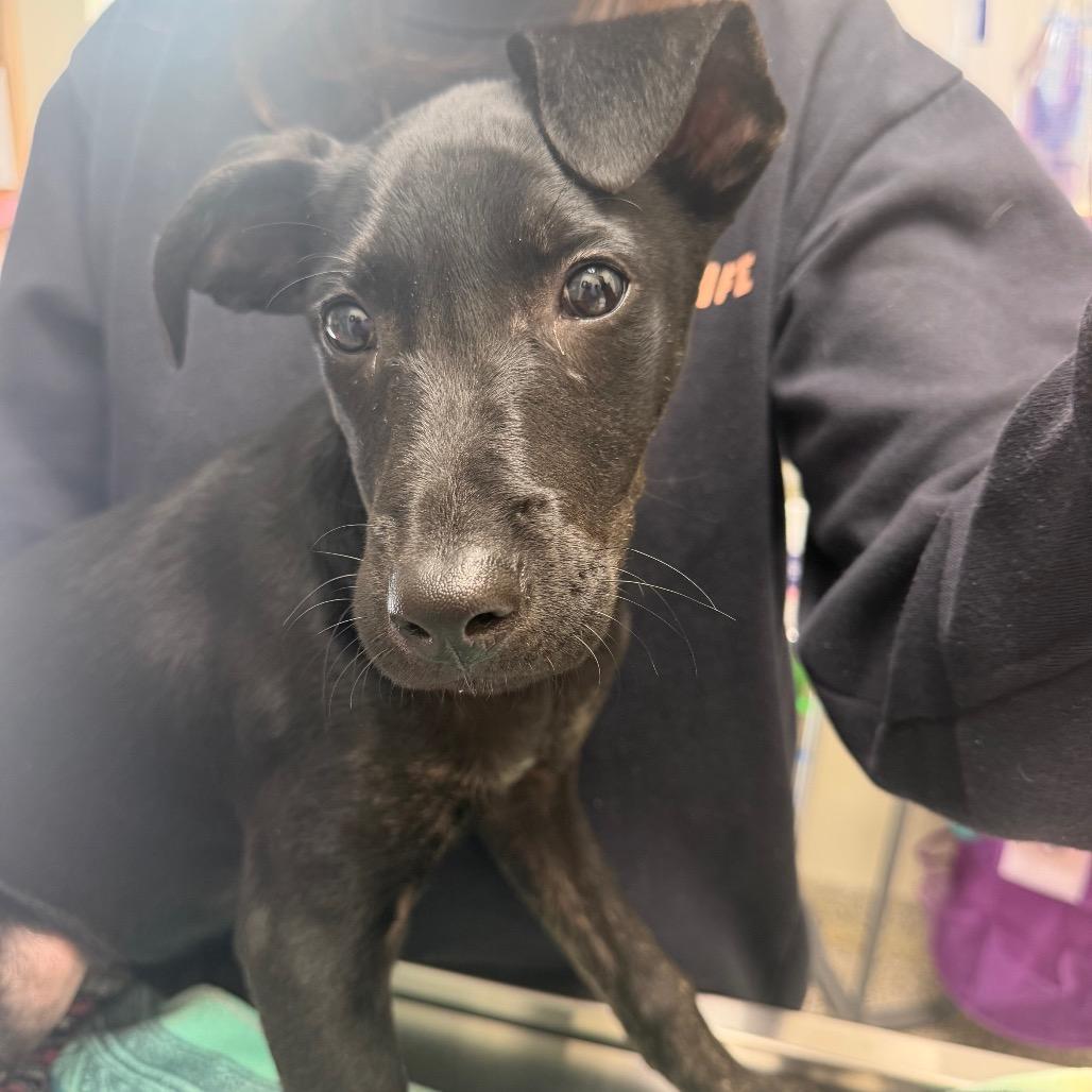 Brooke, Adoptable, Young Female Mixed Breed.
