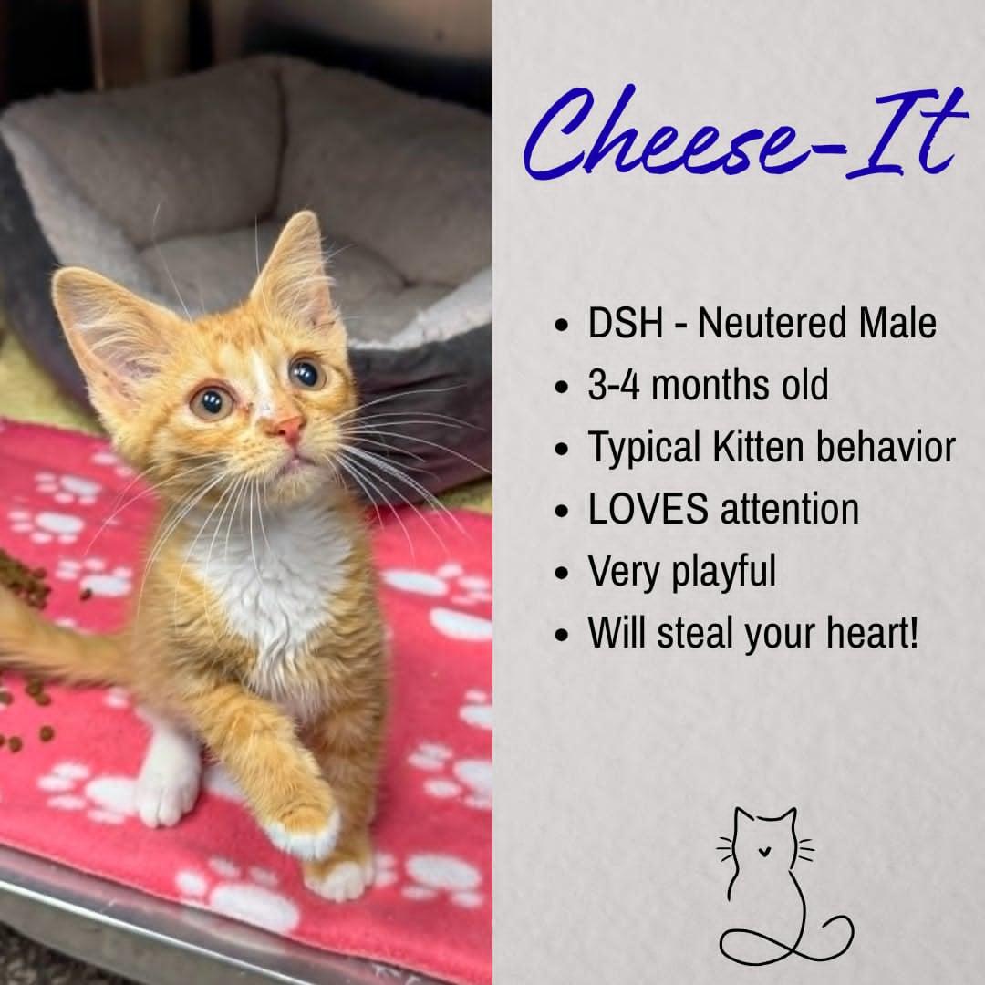 Cheese It, ADOPTABLE, Young Male Domestic Short Hair.
