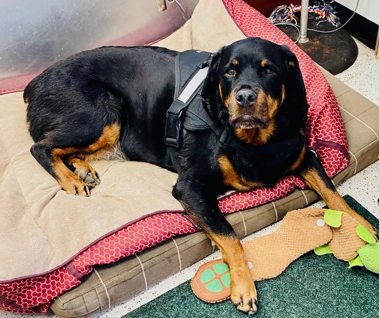 Enlarge Dottie, a ADOPTABLE Rottweiler in Westport, CT image 3/3