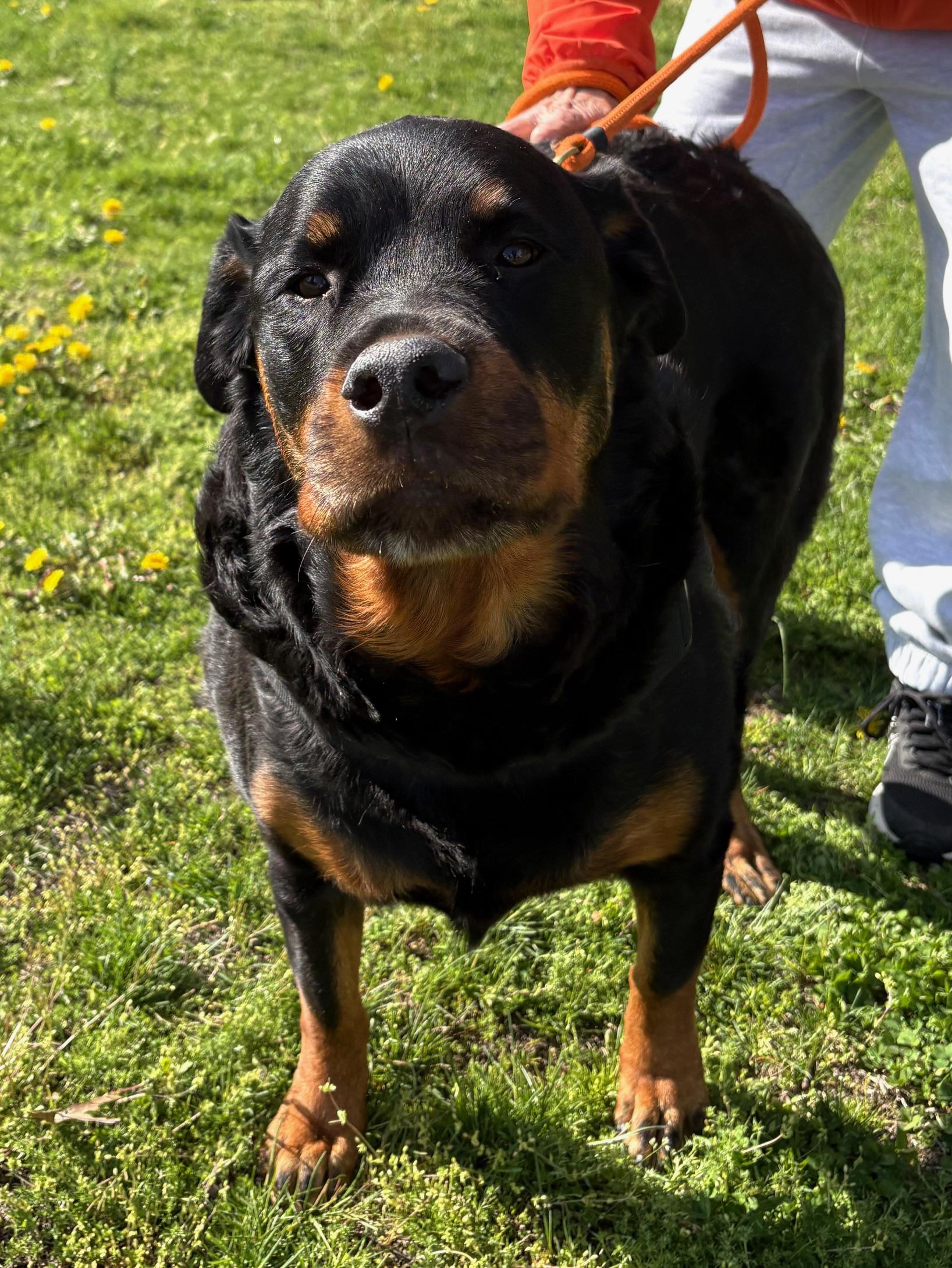 Enlarge Dottie, a ADOPTABLE Rottweiler in Westport, CT image 2/3