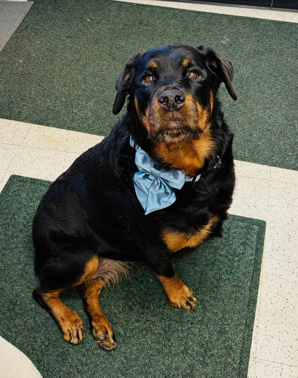 Dottie, ADOPTABLE, Adult Female Rottweiler.