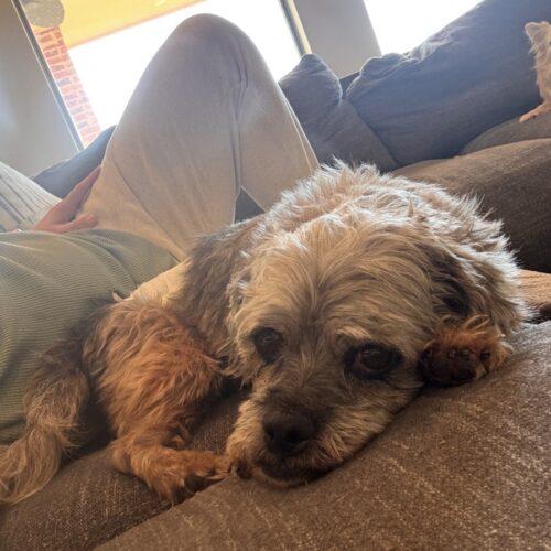 Cabbage, Adoptable, Young Male Terrier & Mixed Breed.