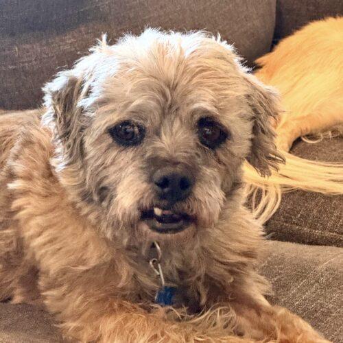 Enlarge Cabbage, a Adoptable mixed breed in Broken Arrow, OK image 2/5