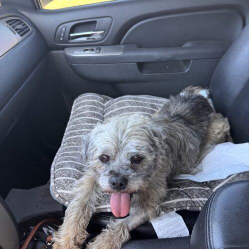 Enlarge Cabbage, a Adoptable mixed breed in Broken Arrow, OK image 3/5