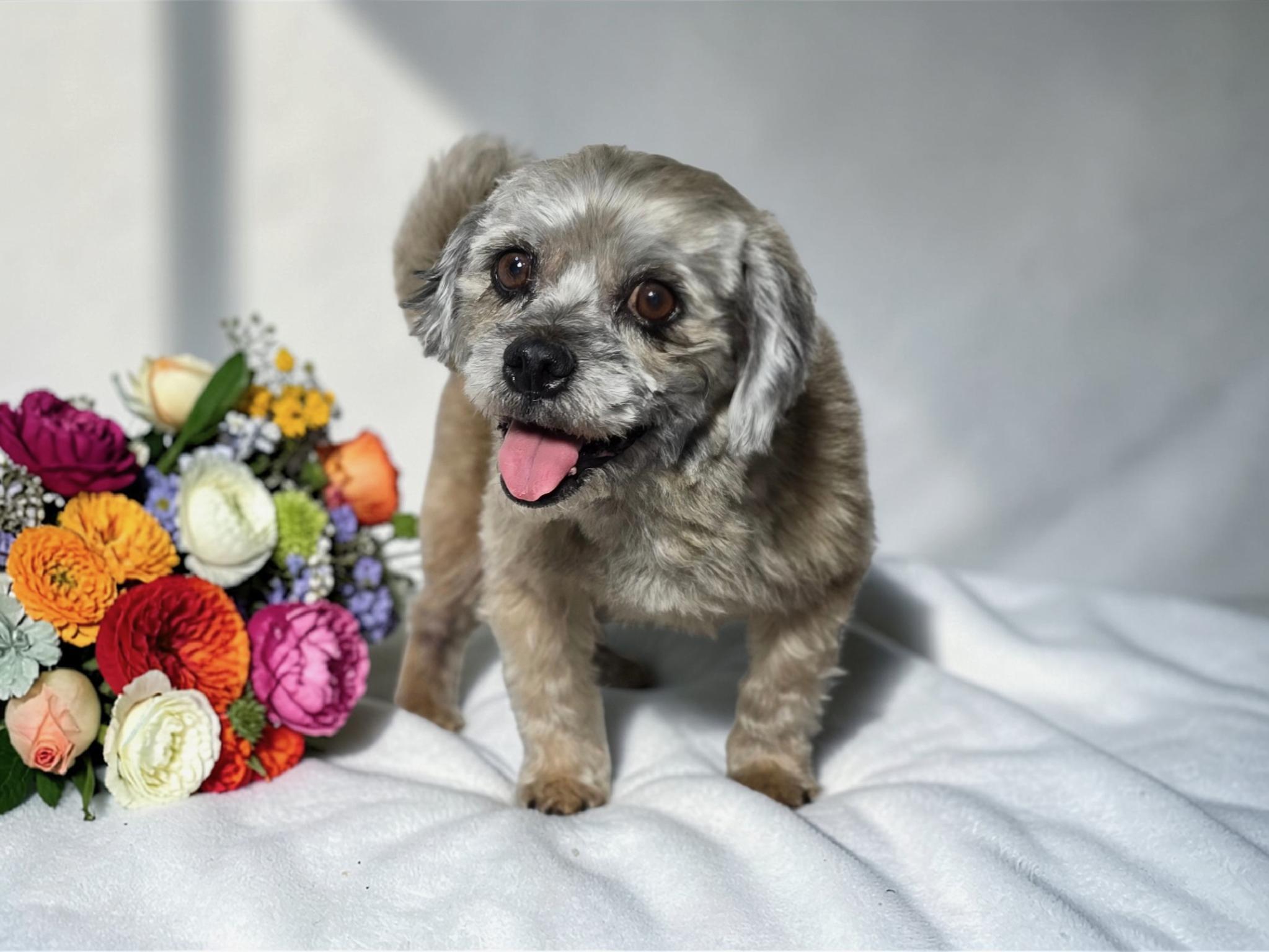 Enlarge Cabbage, a Adoptable mixed breed in Broken Arrow, OK image 1/2