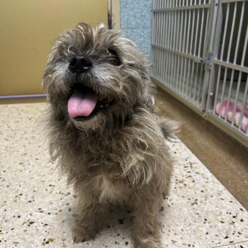 Enlarge Cabbage, a Adoptable mixed breed in Broken Arrow, OK image 2/2