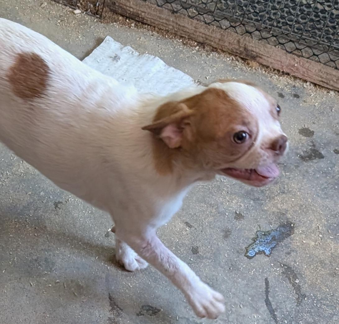 Teddy - Phoenix area 2