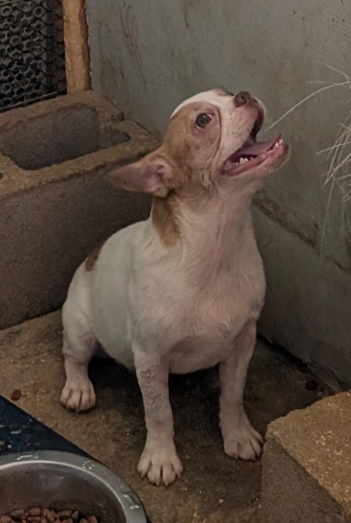 Teddy - Phoenix area
