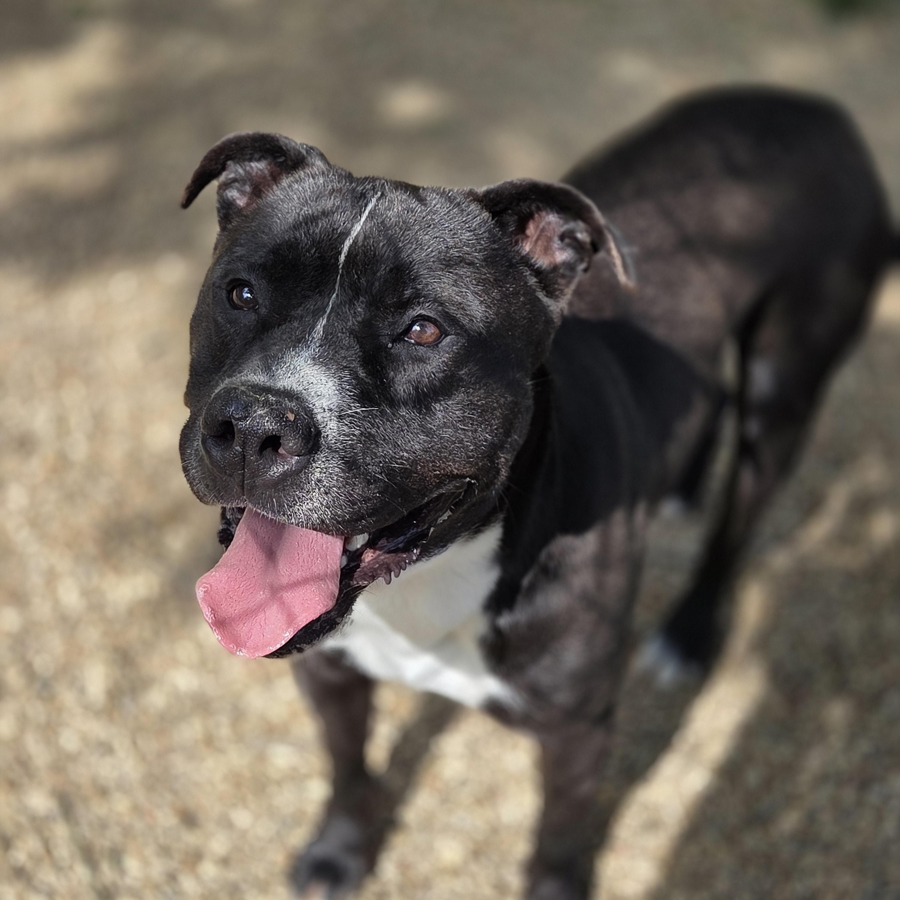 Ashton, a Adoptable Pit Bull Terrier in Madison, MS image 2/2