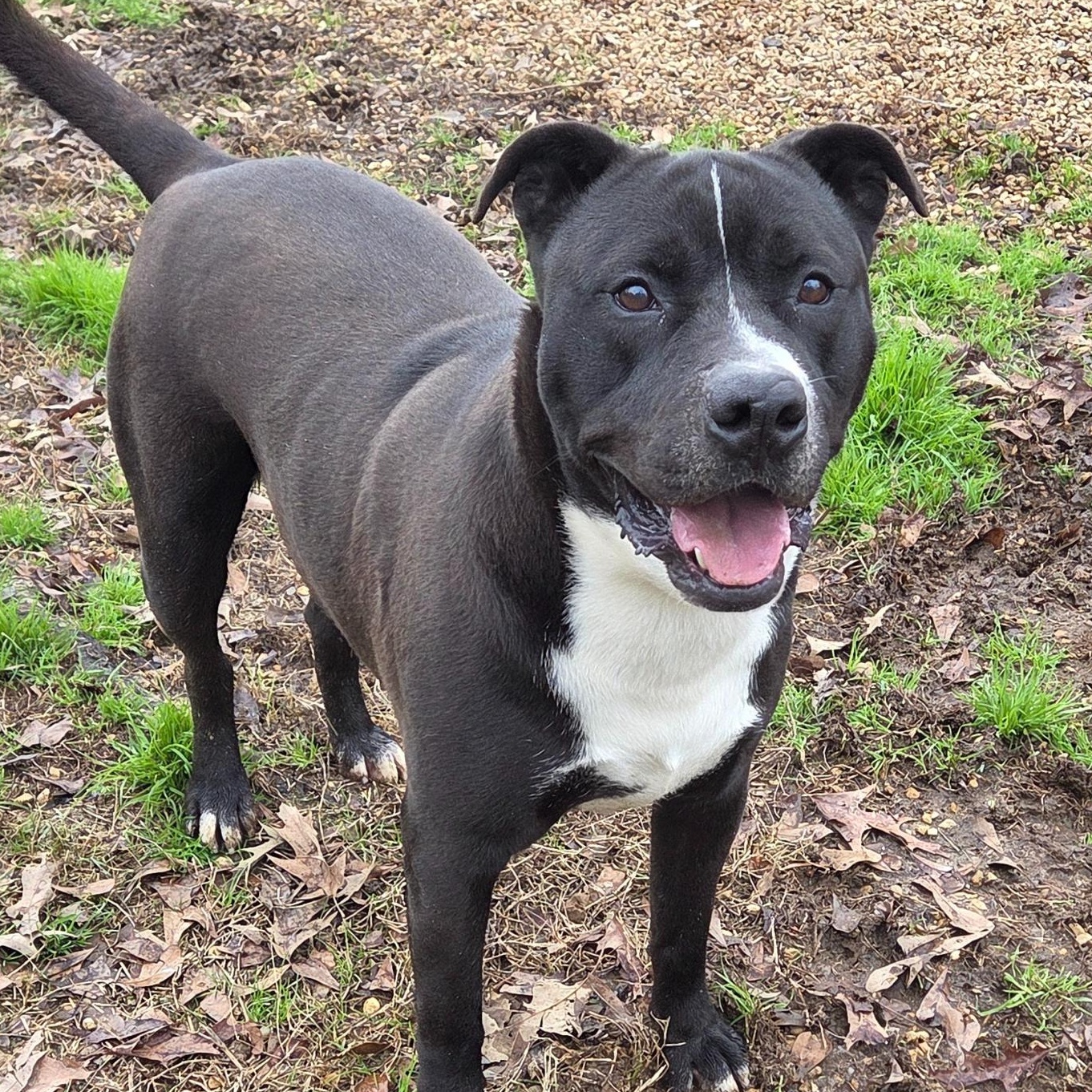 Ashton, Adoptable, Adult Male Pit Bull Terrier.