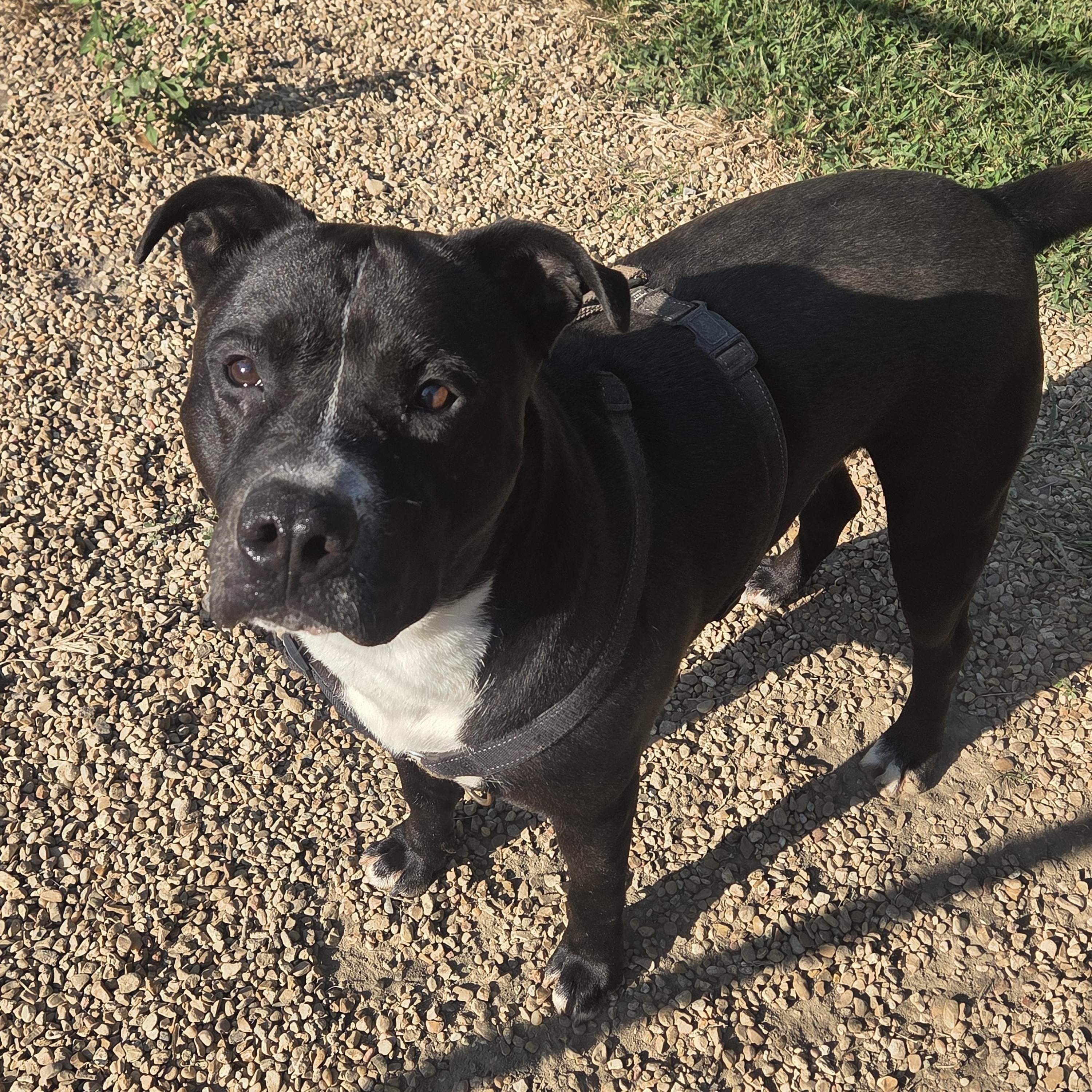 Ashton, Adoptable, Adult Male Pit Bull Terrier.