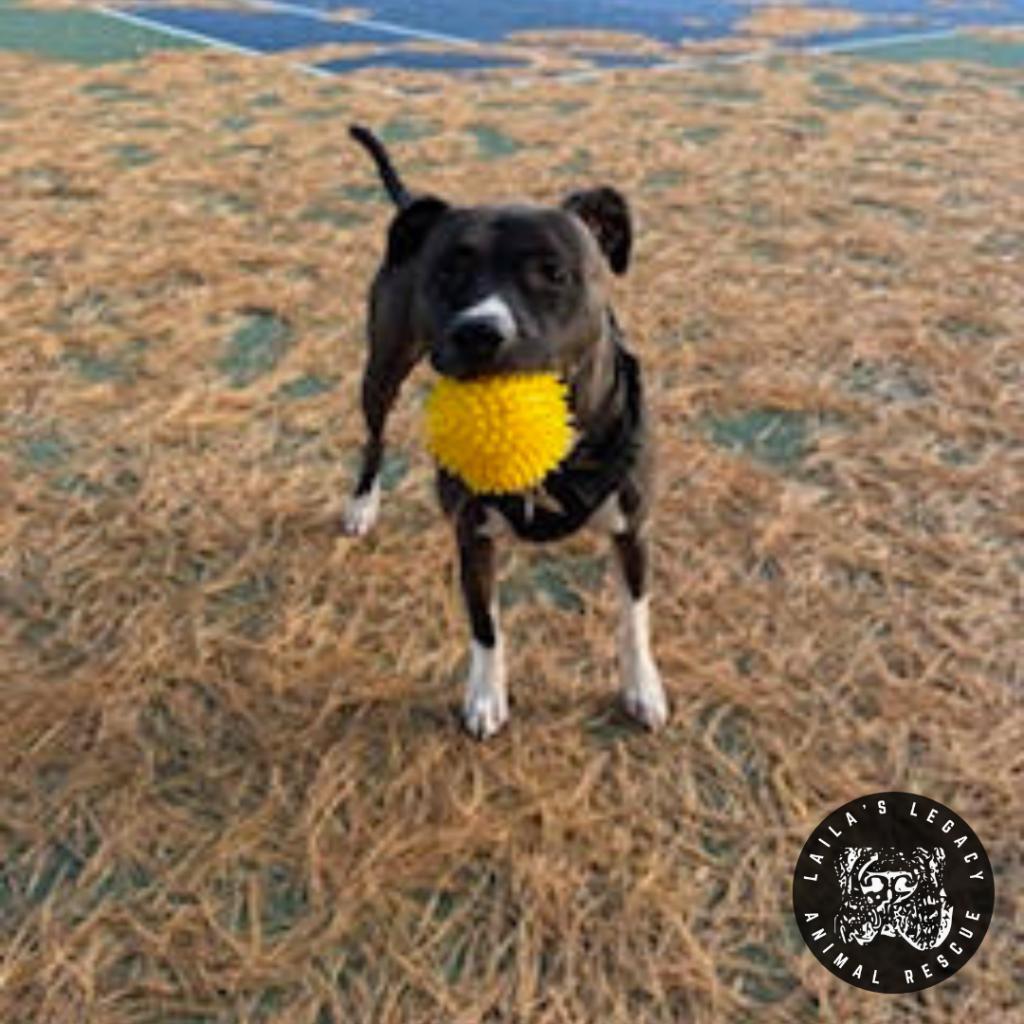 Enlarge Chelsea, a Adoptable mixed breed in Washington, DC image 1/6