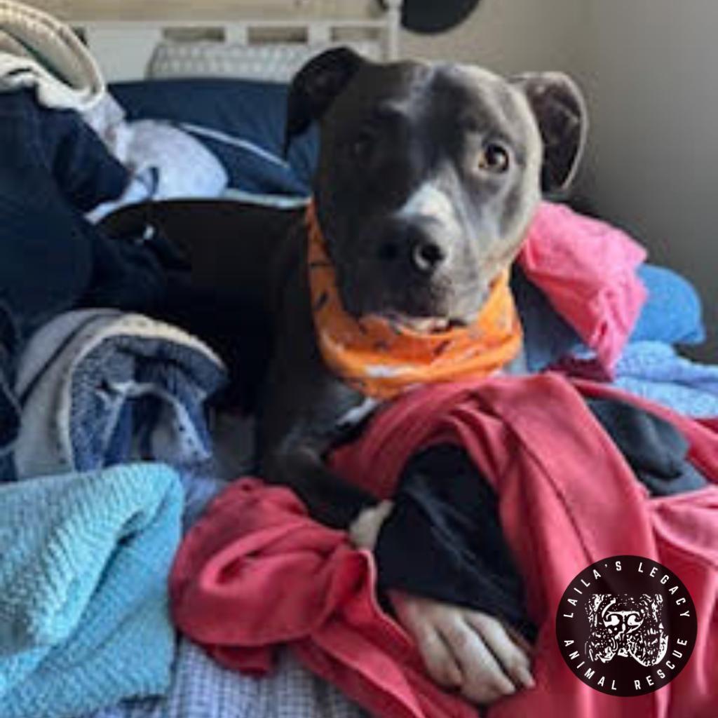 Enlarge Chelsea, a Adoptable mixed breed in Washington, DC image 2/6