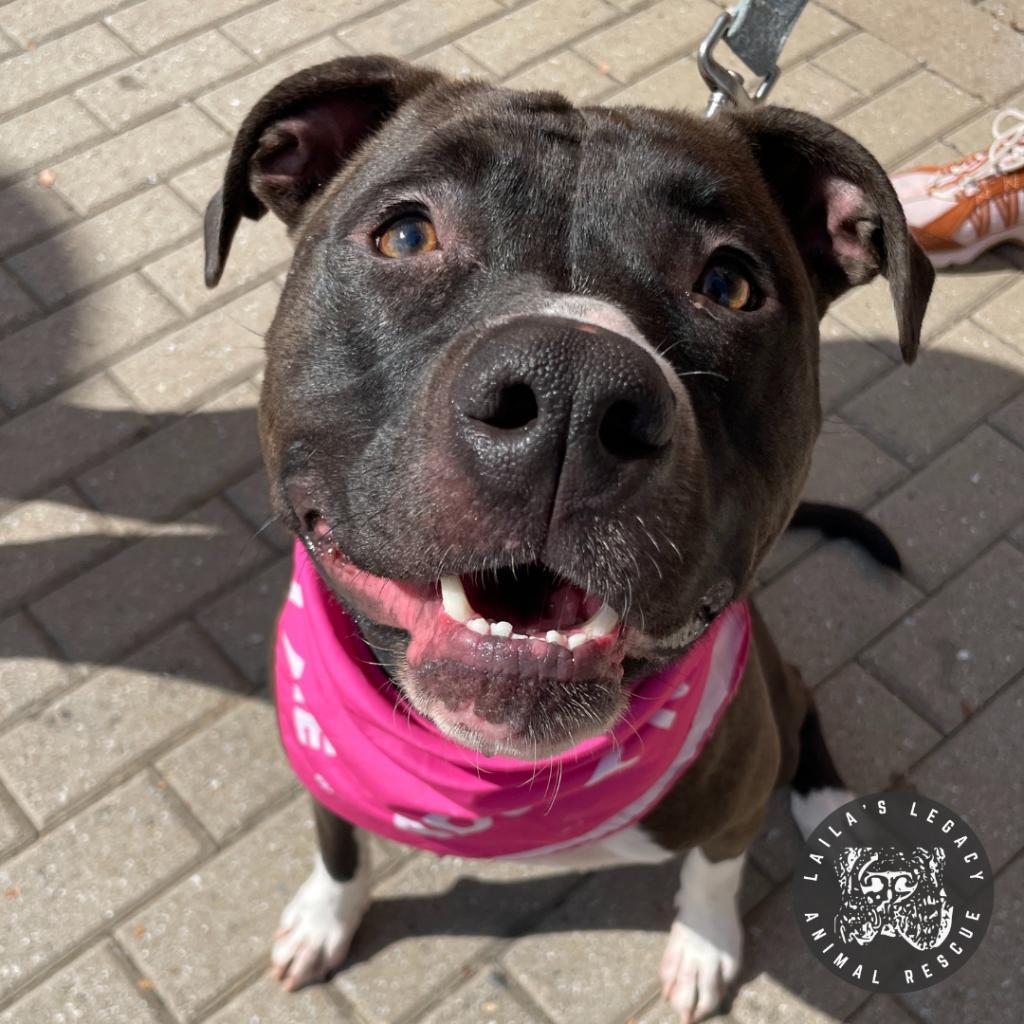 Enlarge Chelsea, a Adoptable mixed breed in Washington, DC image 3/6