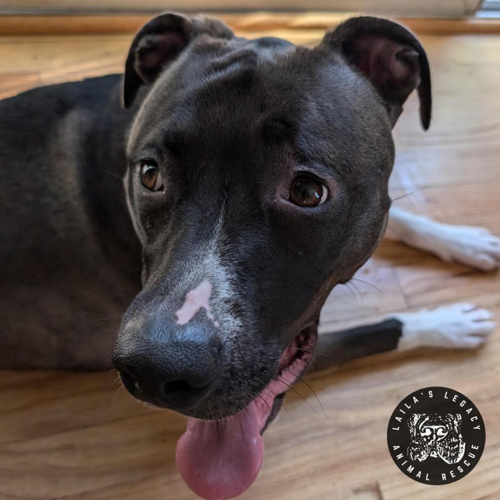 Enlarge Chelsea, a Adoptable mixed breed in Washington, DC image 4/6