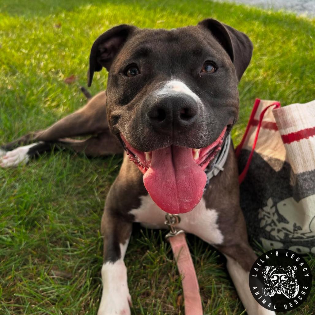 Enlarge Chelsea, a Adoptable mixed breed in Washington, DC image 5/6
