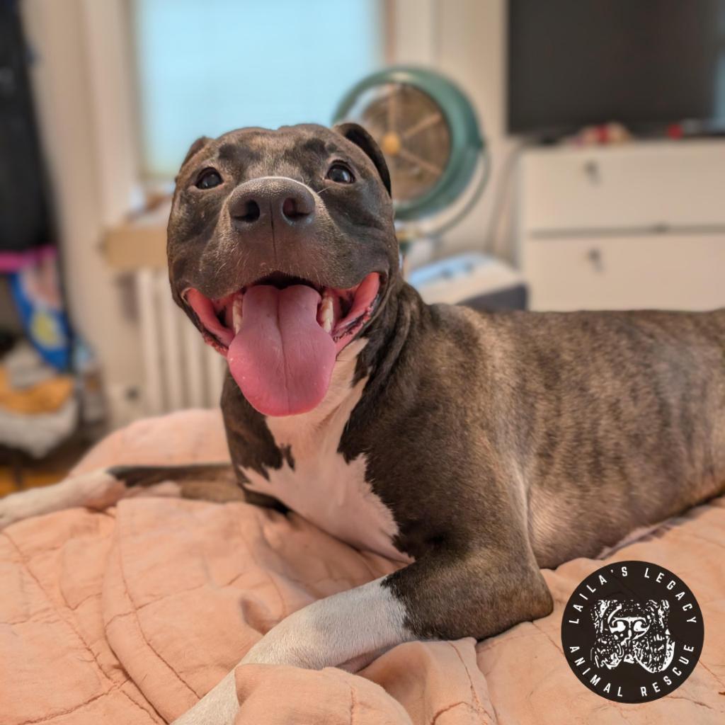 Enlarge Chelsea, a Adoptable mixed breed in Washington, DC image 6/6