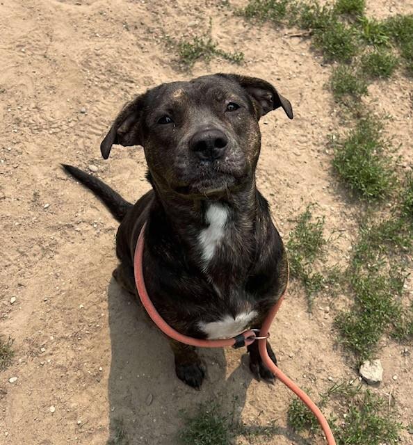 Macey, an adoptable Pit Bull Terrier in Prudenville, MI, 48651 | Photo Image 1