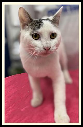 BROCOLLI, Adoptable, Young Male Domestic Short Hair.