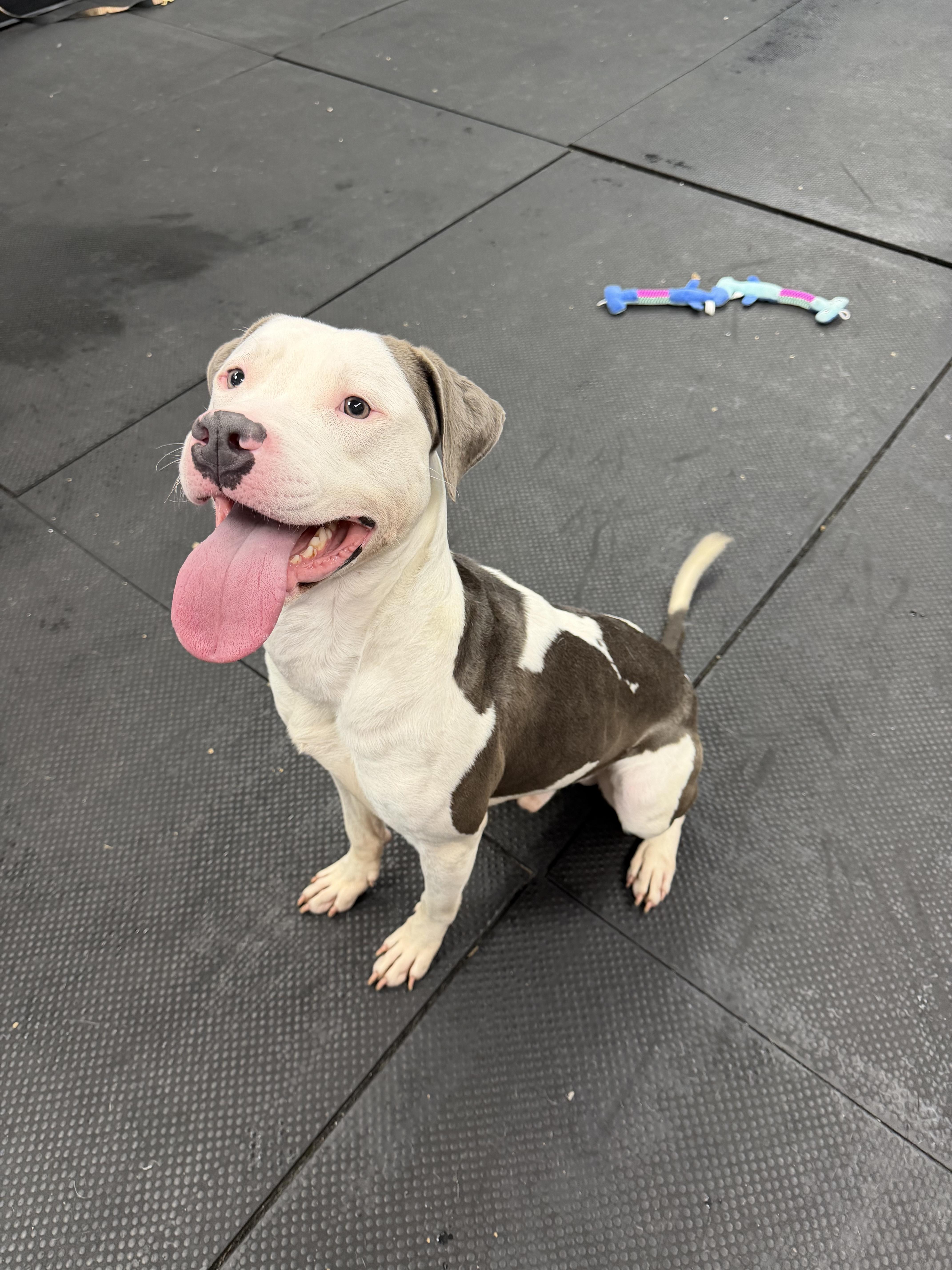 Enlarge Sesame, a Adoptable Pit Bull Terrier in Vernon Hills, IL image 5/5