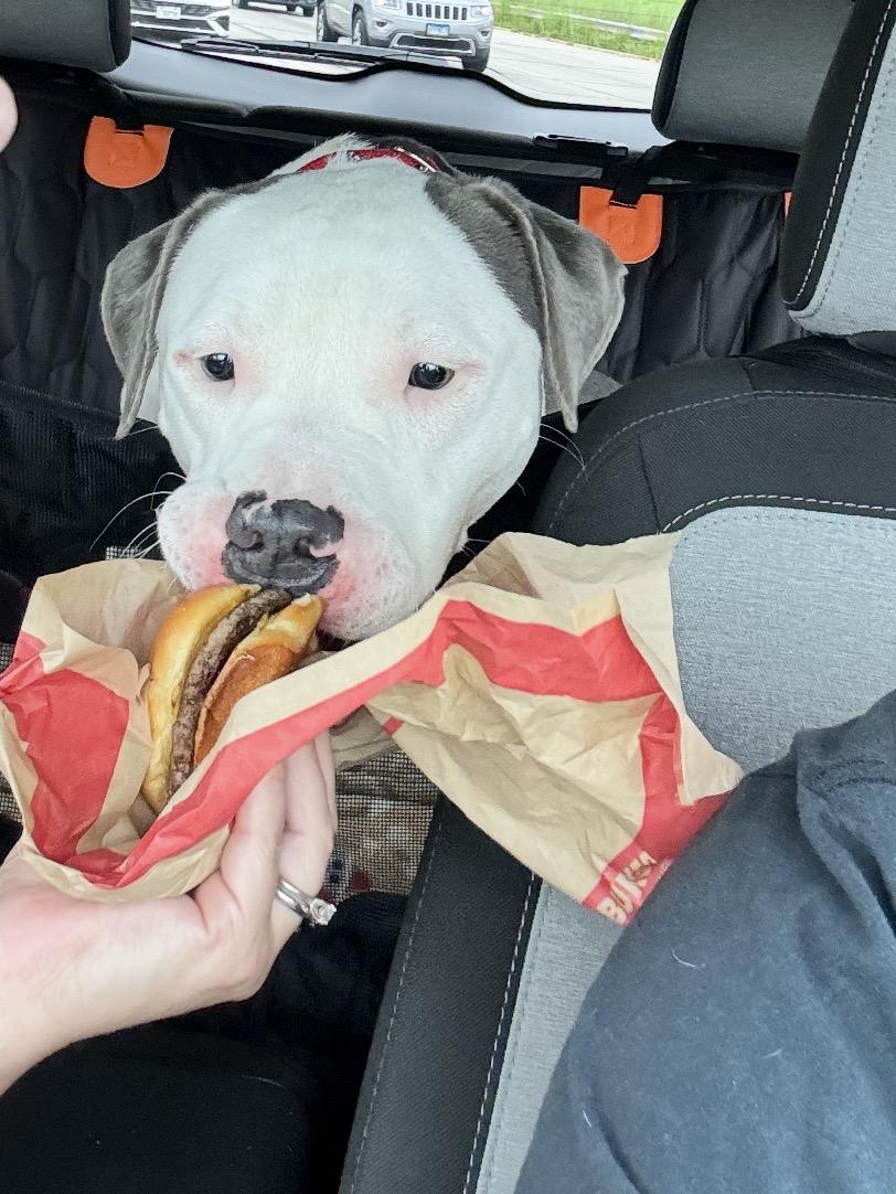 Enlarge Sesame, a Adoptable Pit Bull Terrier in Vernon Hills, IL image 4/5