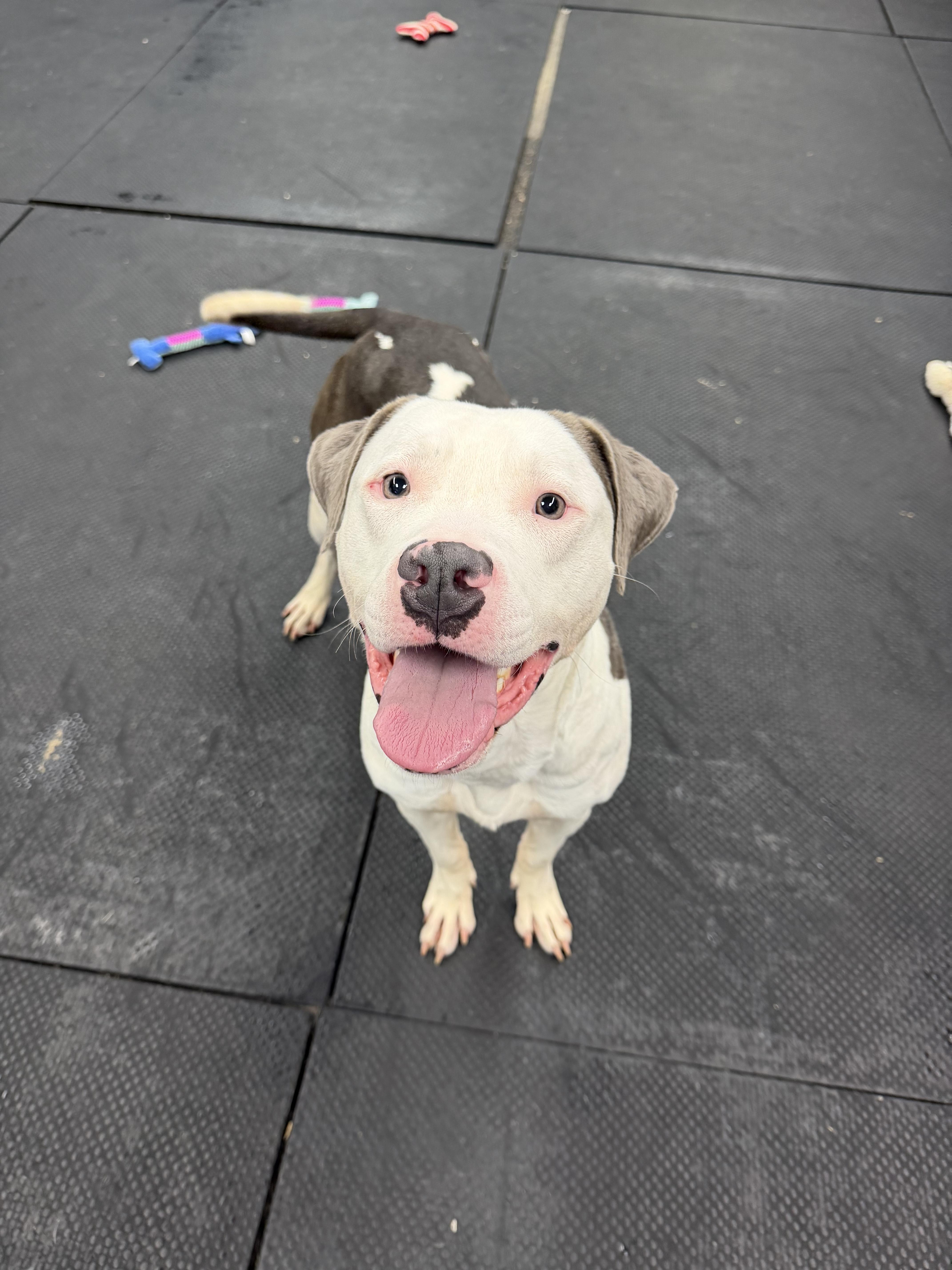 Enlarge Sesame, a Adoptable Pit Bull Terrier in Vernon Hills, IL image 3/5