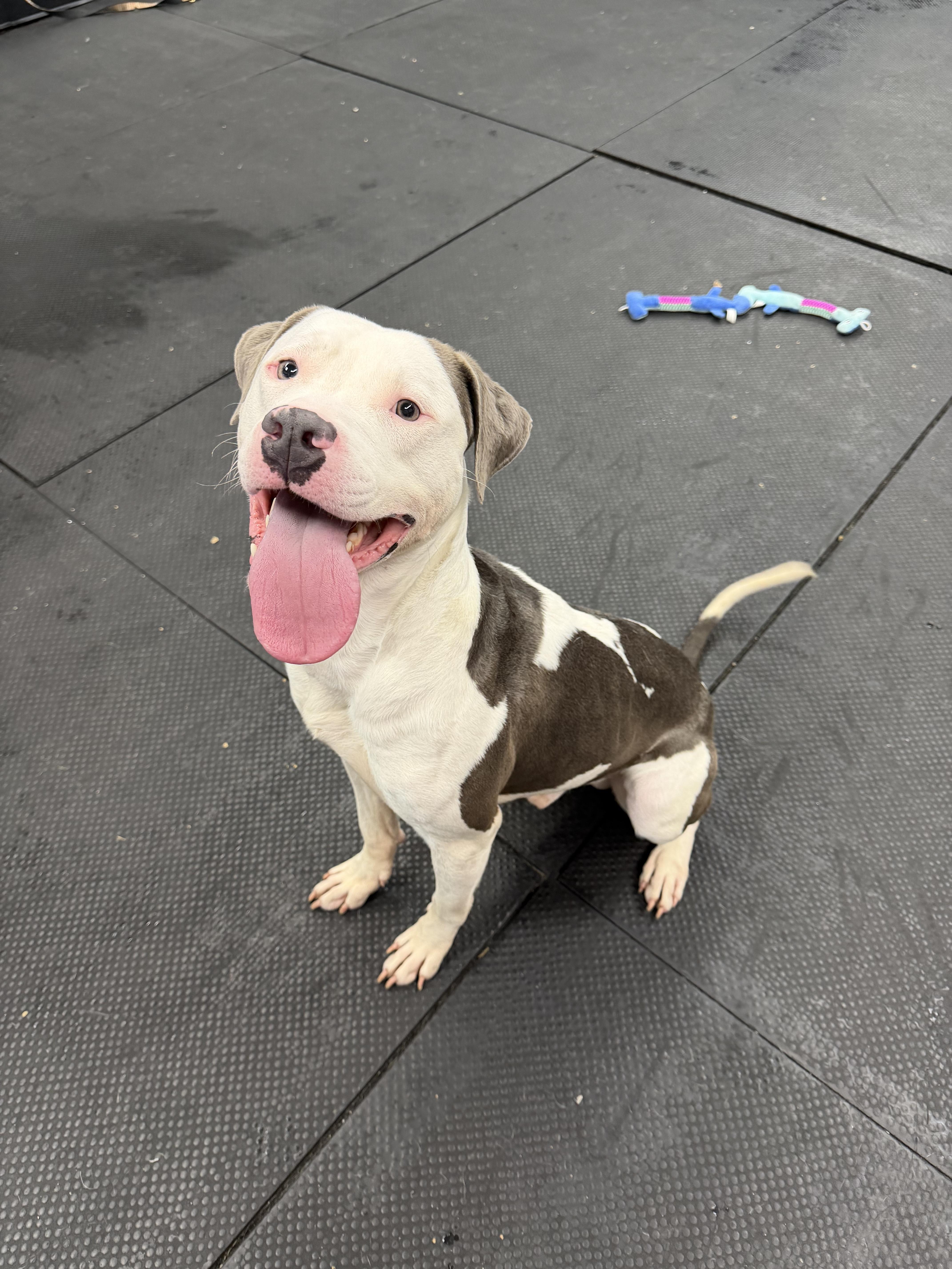 Enlarge Sesame, a Adoptable Pit Bull Terrier in Vernon Hills, IL image 2/5