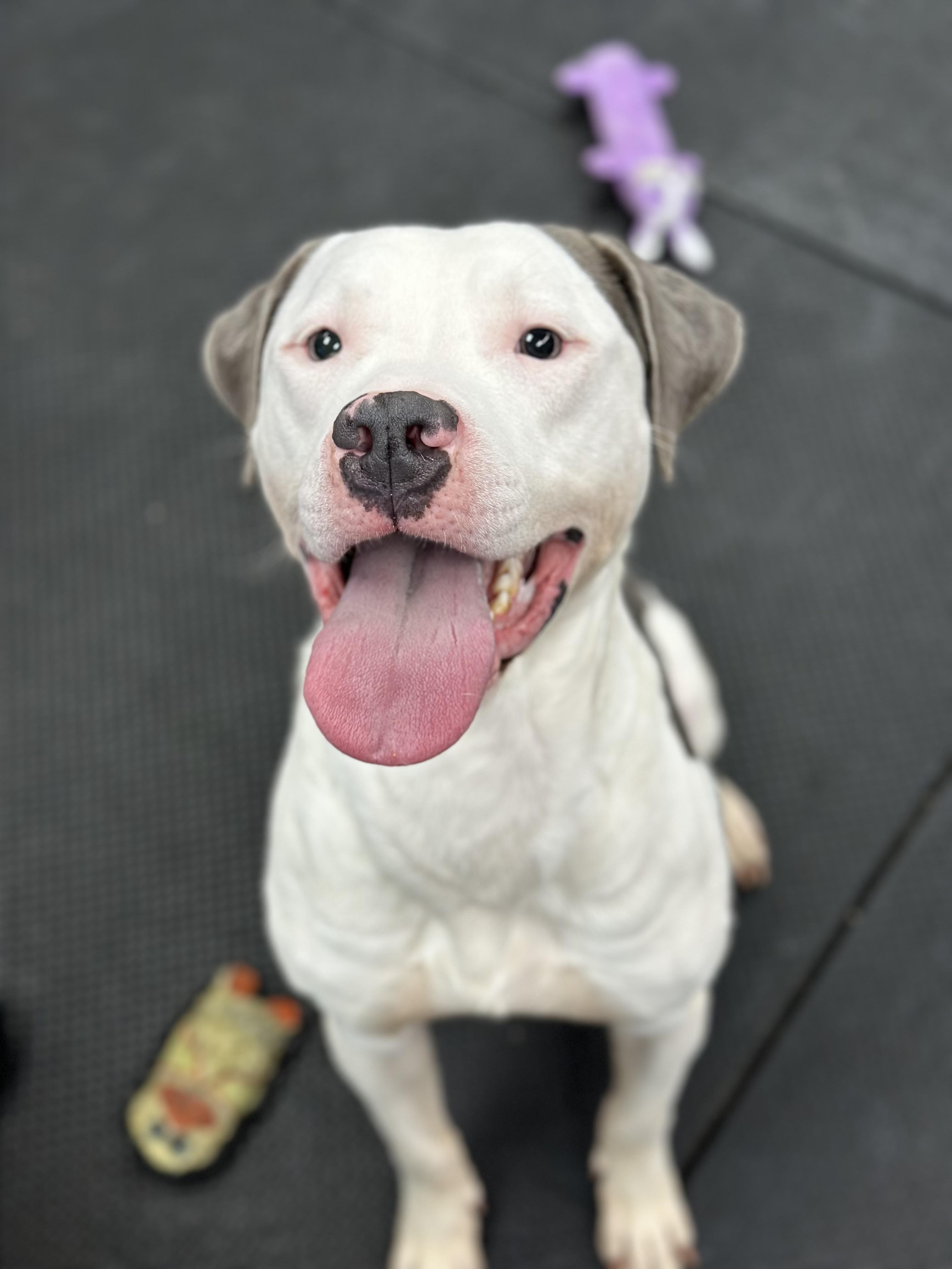 Sesame, Adoptable, Young Male Pit Bull Terrier.