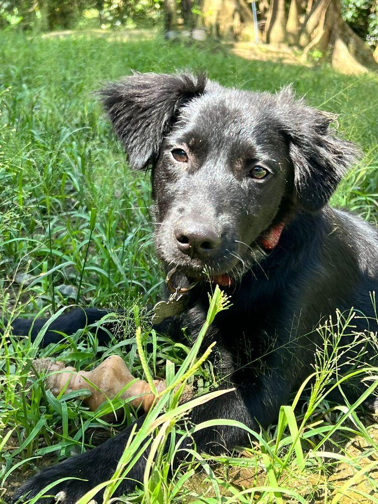 Joy, Adoptable, Puppy Female Border Collie & Terrier.