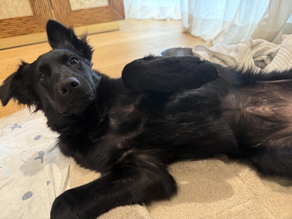 Enlarge Joy, a Adoptable mixed breed in Manhattan, NY image 2/3