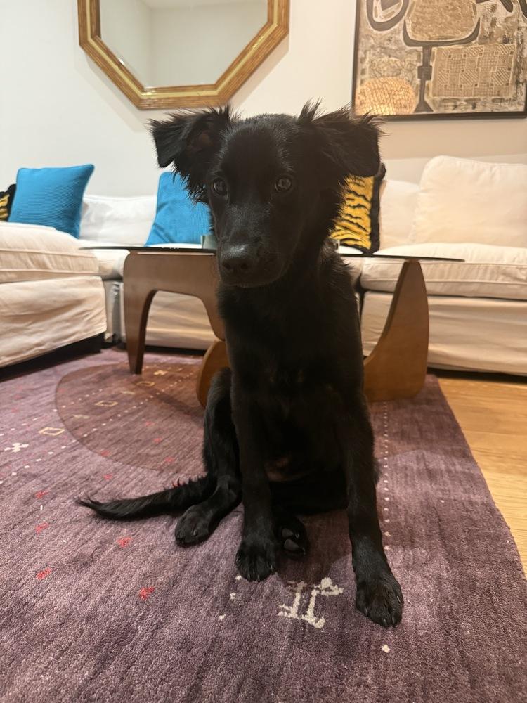 Enlarge Joy, a Adoptable mixed breed in Manhattan, NY image 3/3