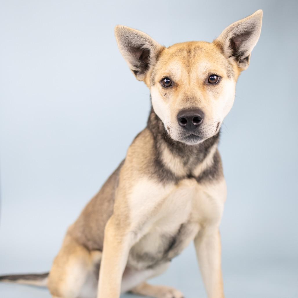 Enlarge Cali, a Adoptable Mixed Breed in Portland, OR image 1/1