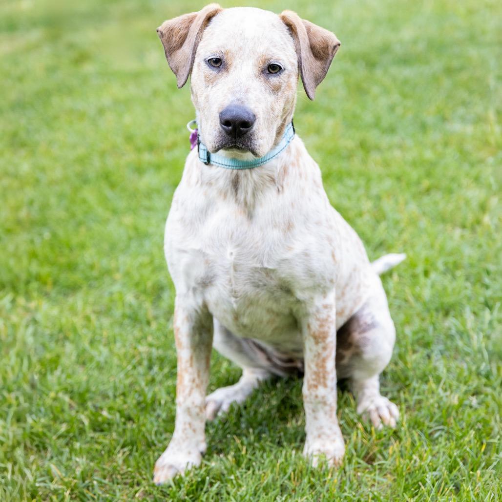 Clara, a Adoptable Cattle Dog in Crystal, MN image 1/6