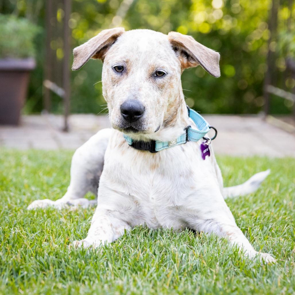 Clara, a Adoptable Cattle Dog in Crystal, MN image 2/6