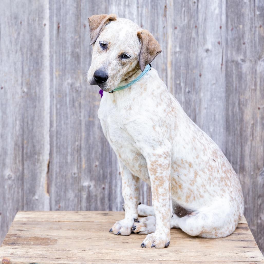 Clara, a Adoptable Cattle Dog in Crystal, MN image 3/6