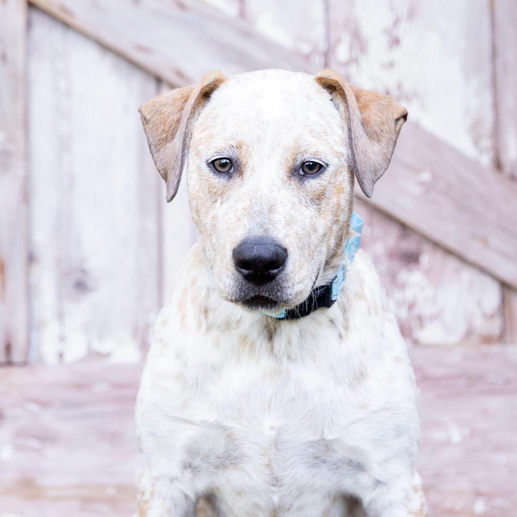 Clara, a Adoptable Cattle Dog in Crystal, MN image 4/6