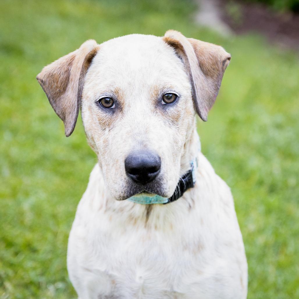 Clara, a Adoptable Cattle Dog in Crystal, MN image 5/6