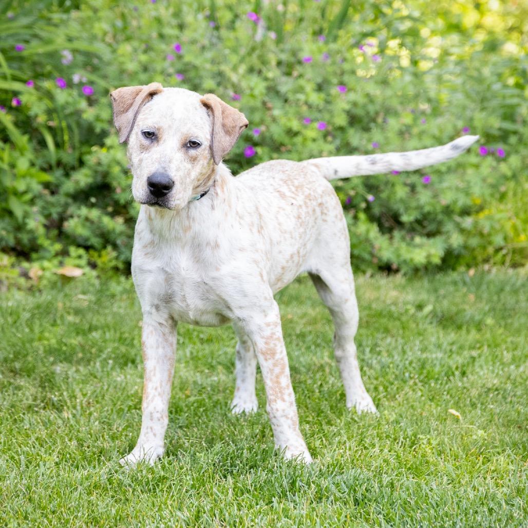 Clara, a Adoptable Cattle Dog in Crystal, MN image 6/6