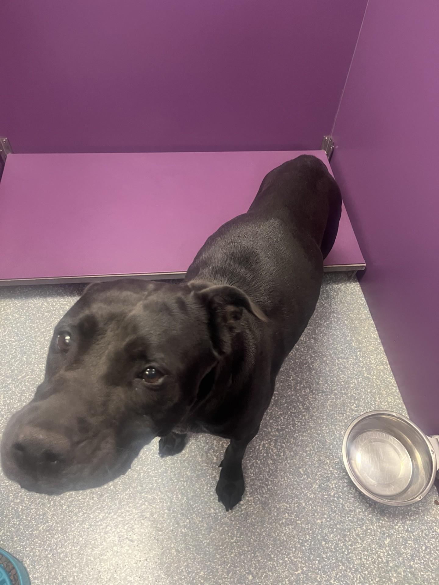 Lani, ADOPTABLE, Adult Female Black Labrador Retriever.