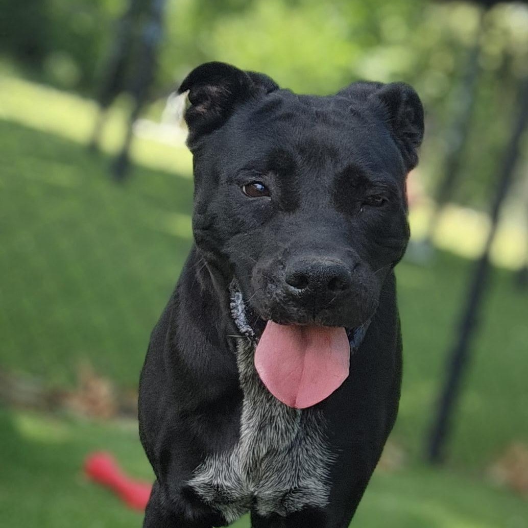 Lani, ADOPTABLE, Adult Female Black Labrador Retriever.