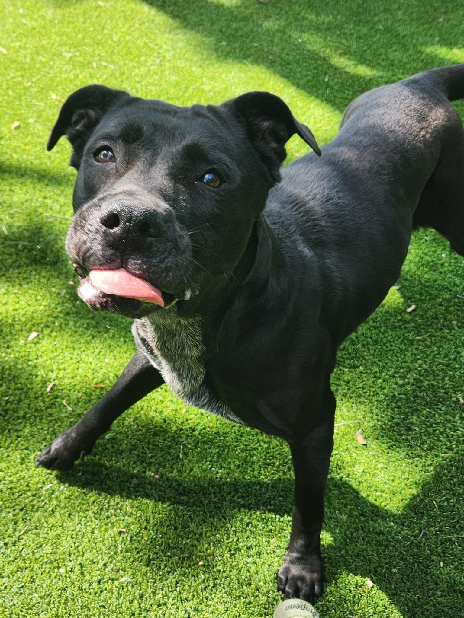 Lani, a ADOPTABLE mixed breed in Allen, TX image 4/5