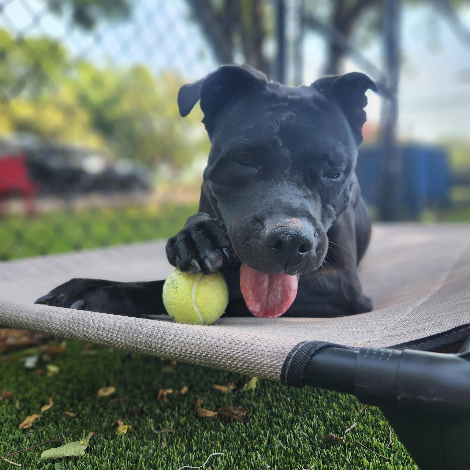 Lani, a ADOPTABLE mixed breed in Allen, TX image 2/5