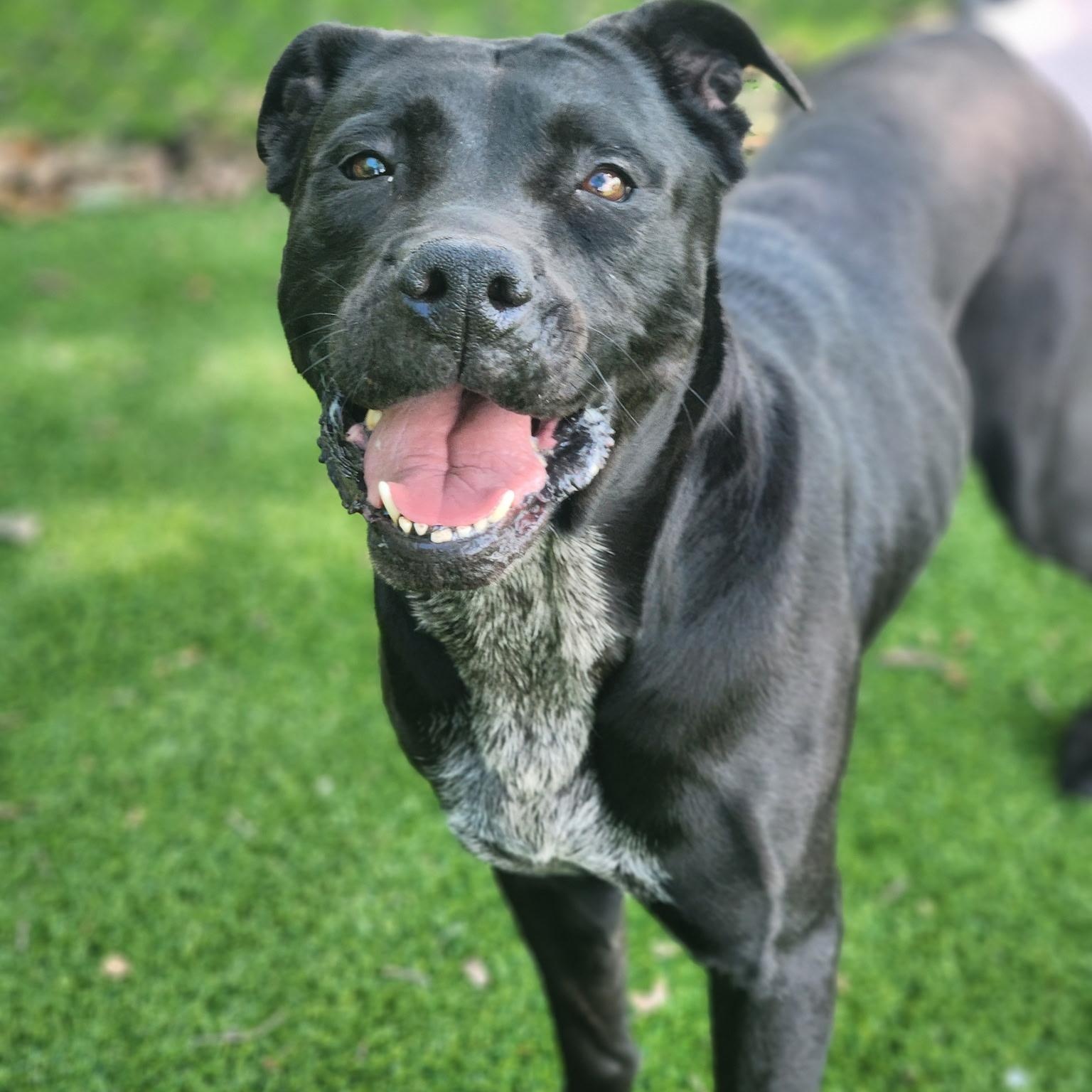 Lani, a ADOPTABLE mixed breed in Allen, TX image 3/5