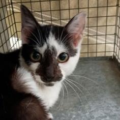 Cousin, ADOPTABLE, Young Female Domestic Short Hair.